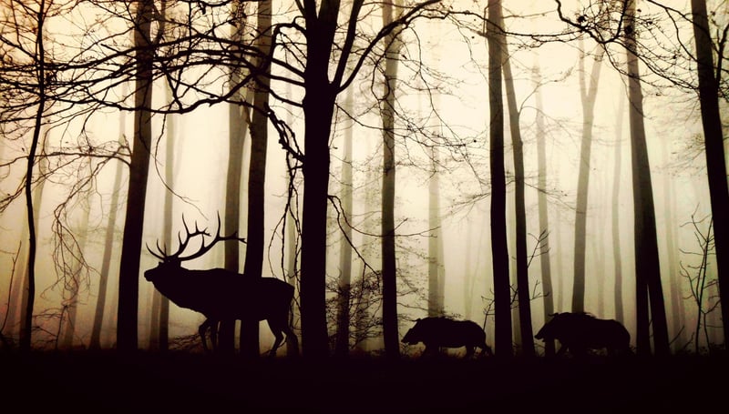 Silent Walks